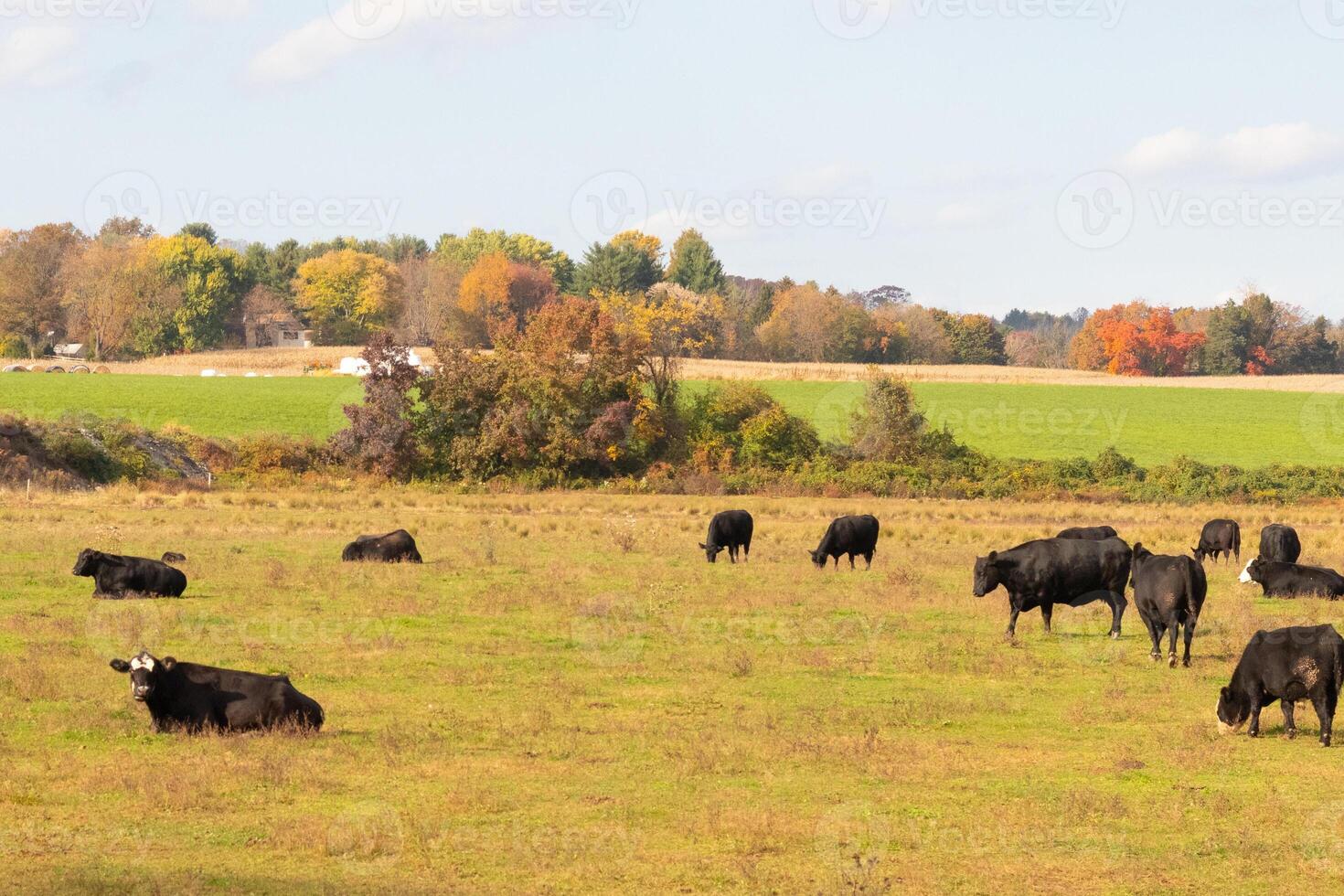 deze mooi veld- van koeien werkelijk shows de bouwland en hoe Open deze Oppervlakte is. de zwart runderen uitgerekt aan de overkant de mooi groen weide uit begrazing met de bewolkt lucht bovenstaande. foto