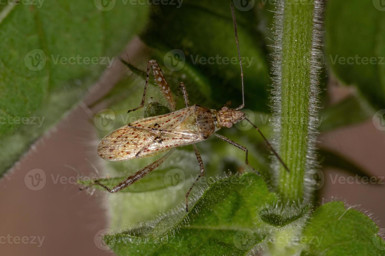 geurloze plantenwants foto