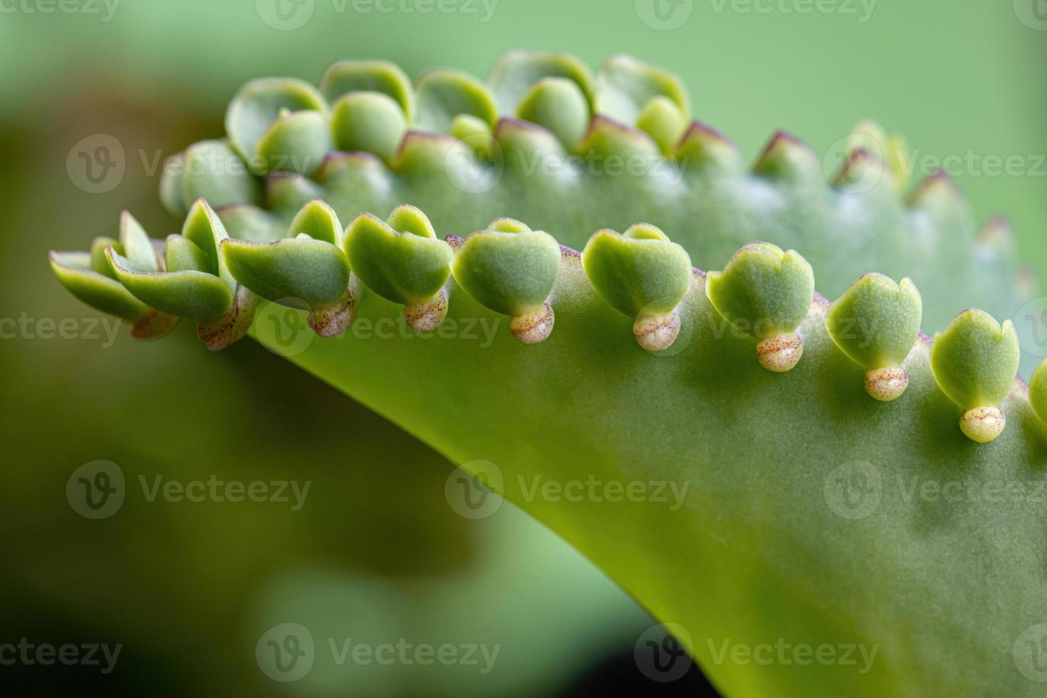 details van de bladeren van een crasulaceous plant foto