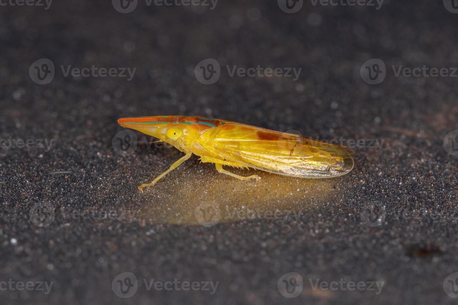 volwassen typische sprinkhaan foto