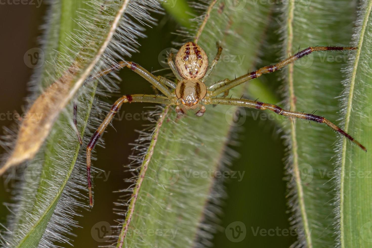 volwassen mannelijke krabspin foto