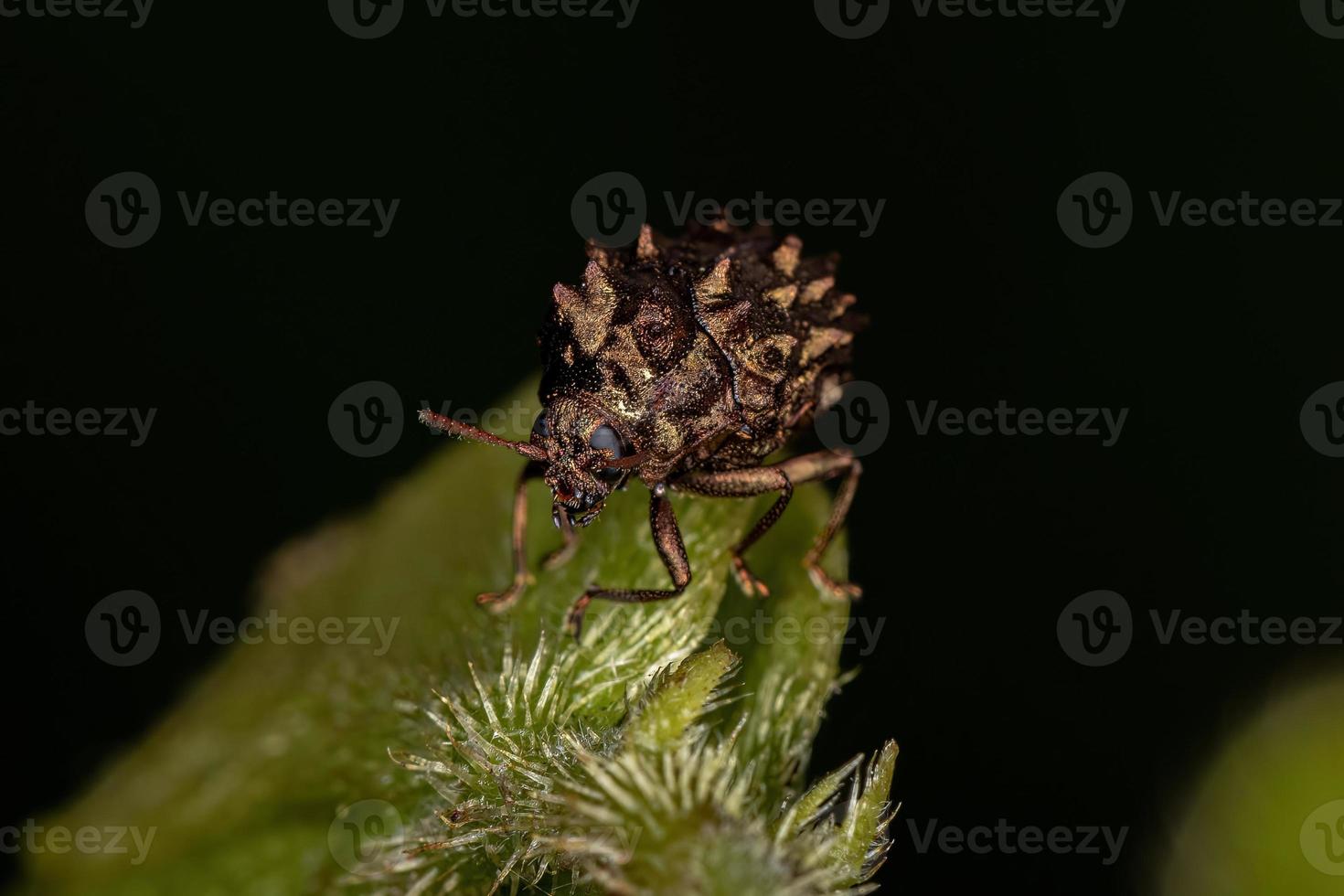 volwassen wrattige bladkever foto