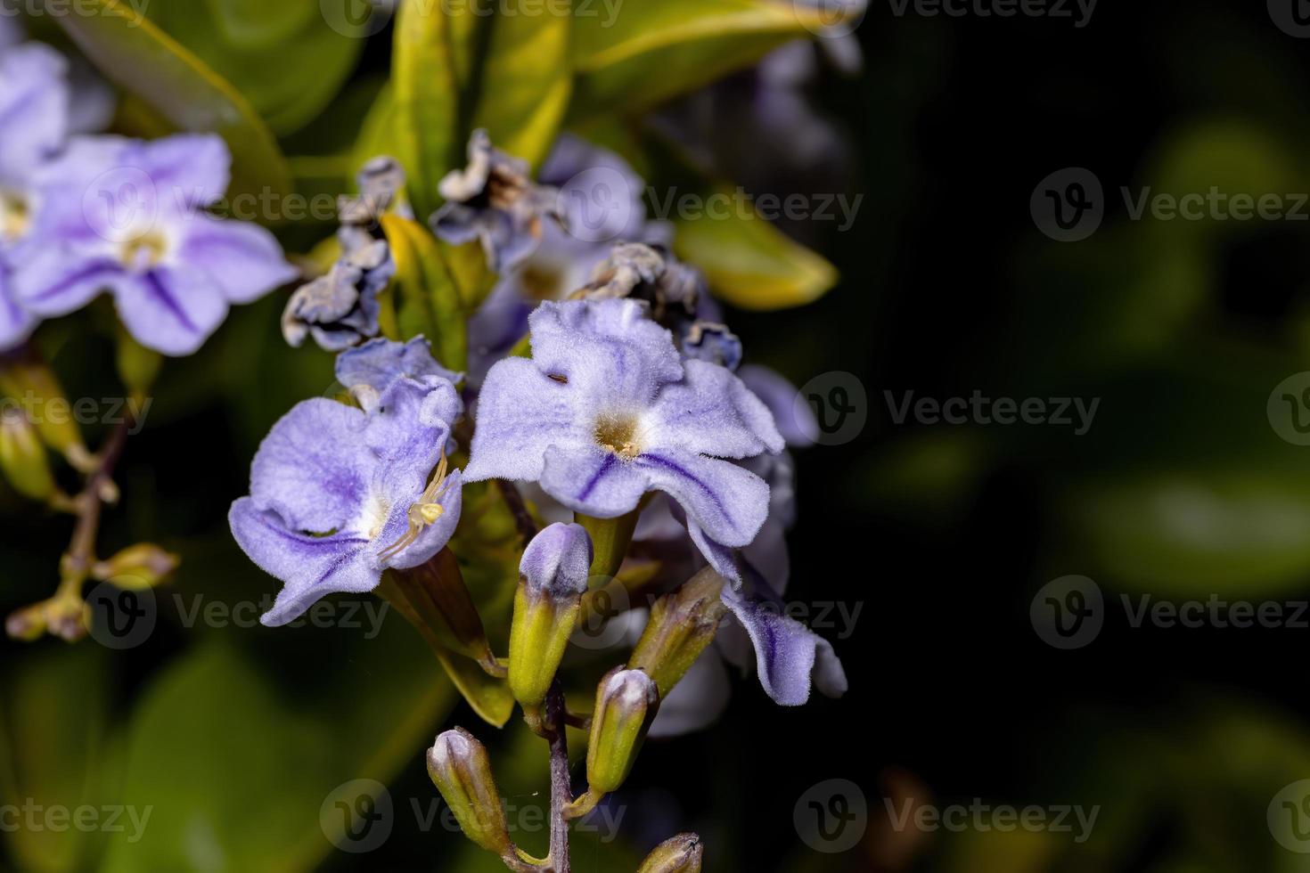 paarse hemelbloem in macro foto