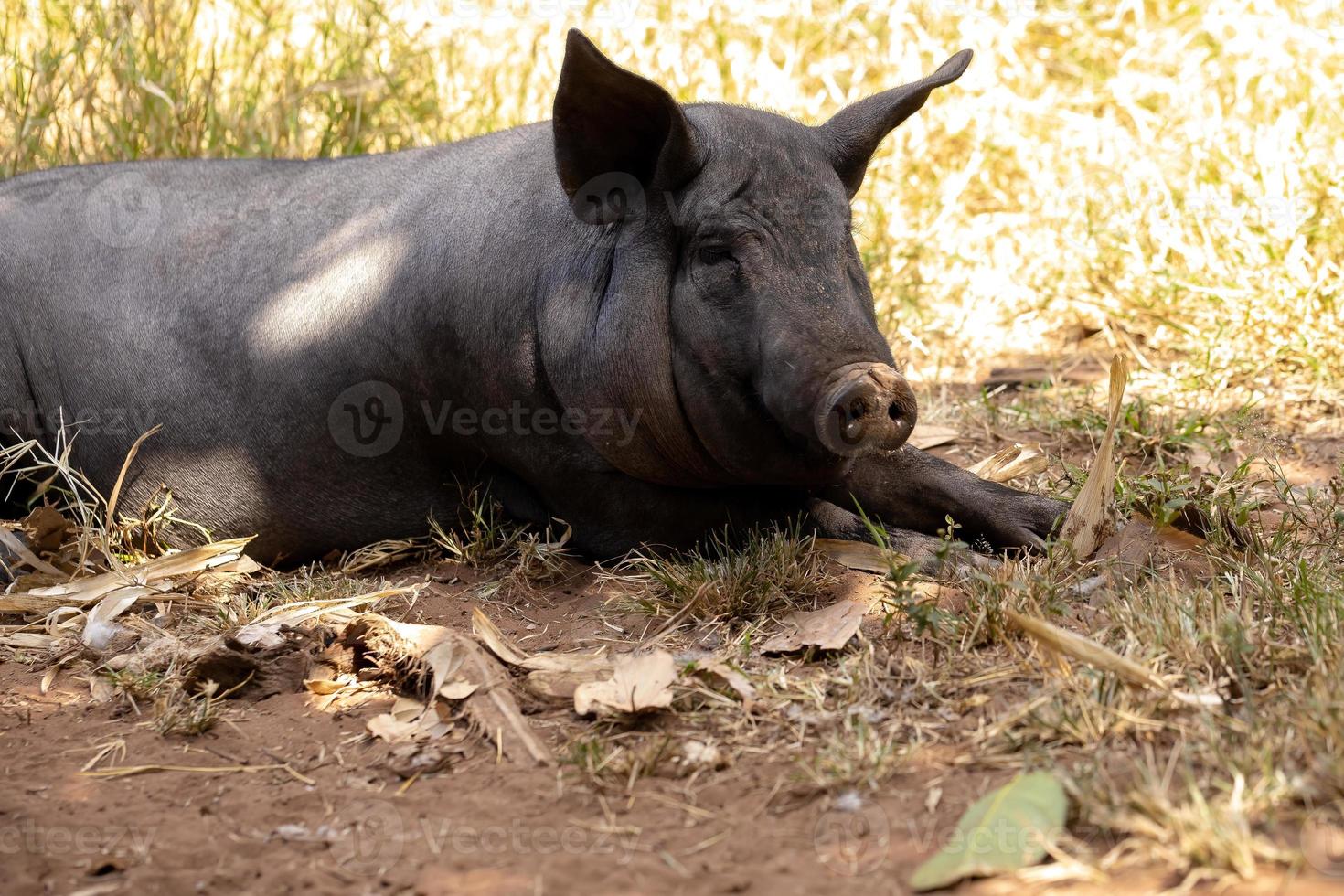 zwart varken gefokt foto