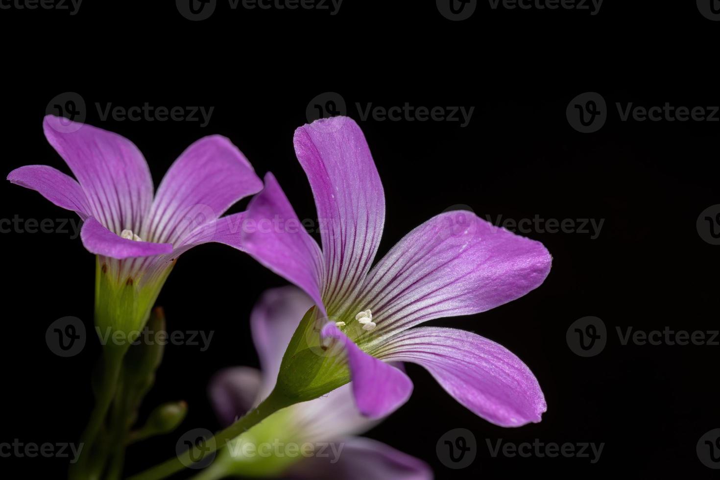 grootbloemige roze zuring foto