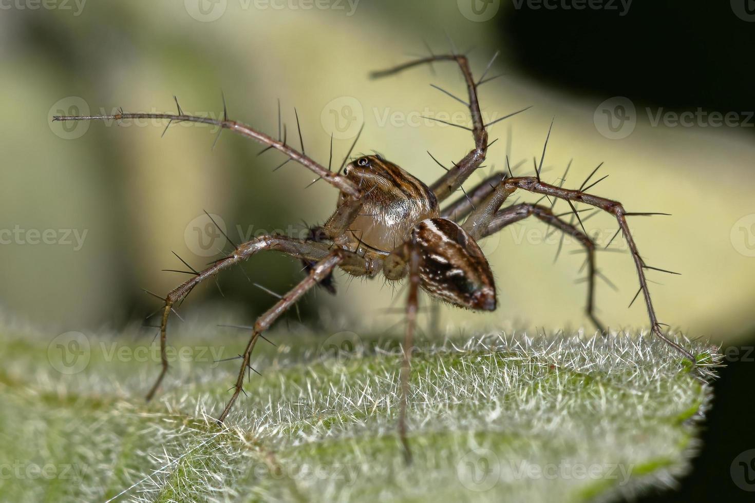 mannelijke gestreepte lynx spin foto