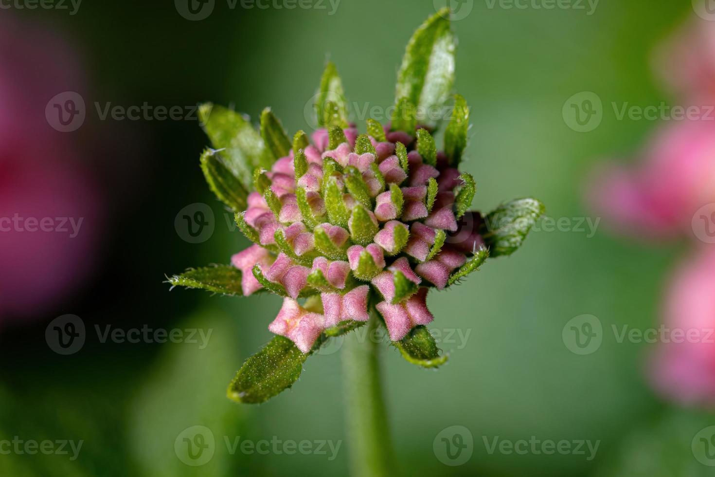 bloem van gewone lantana foto