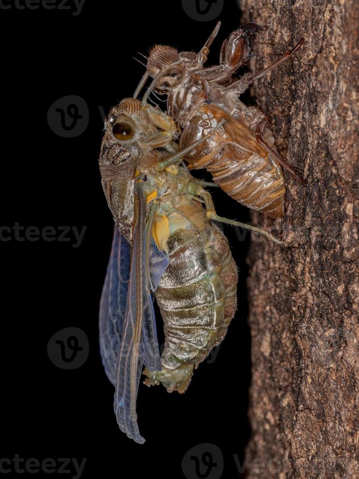 volwassen gigantische cicade foto