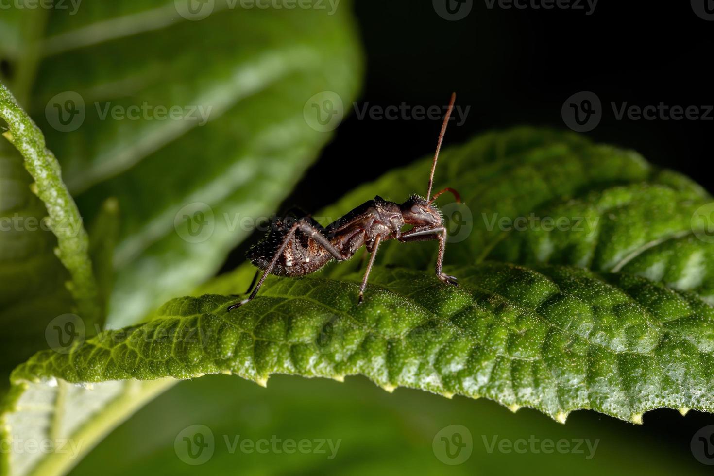 breedkoppige insectennimf foto