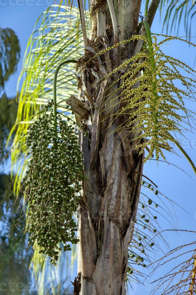 koningin palmboom foto