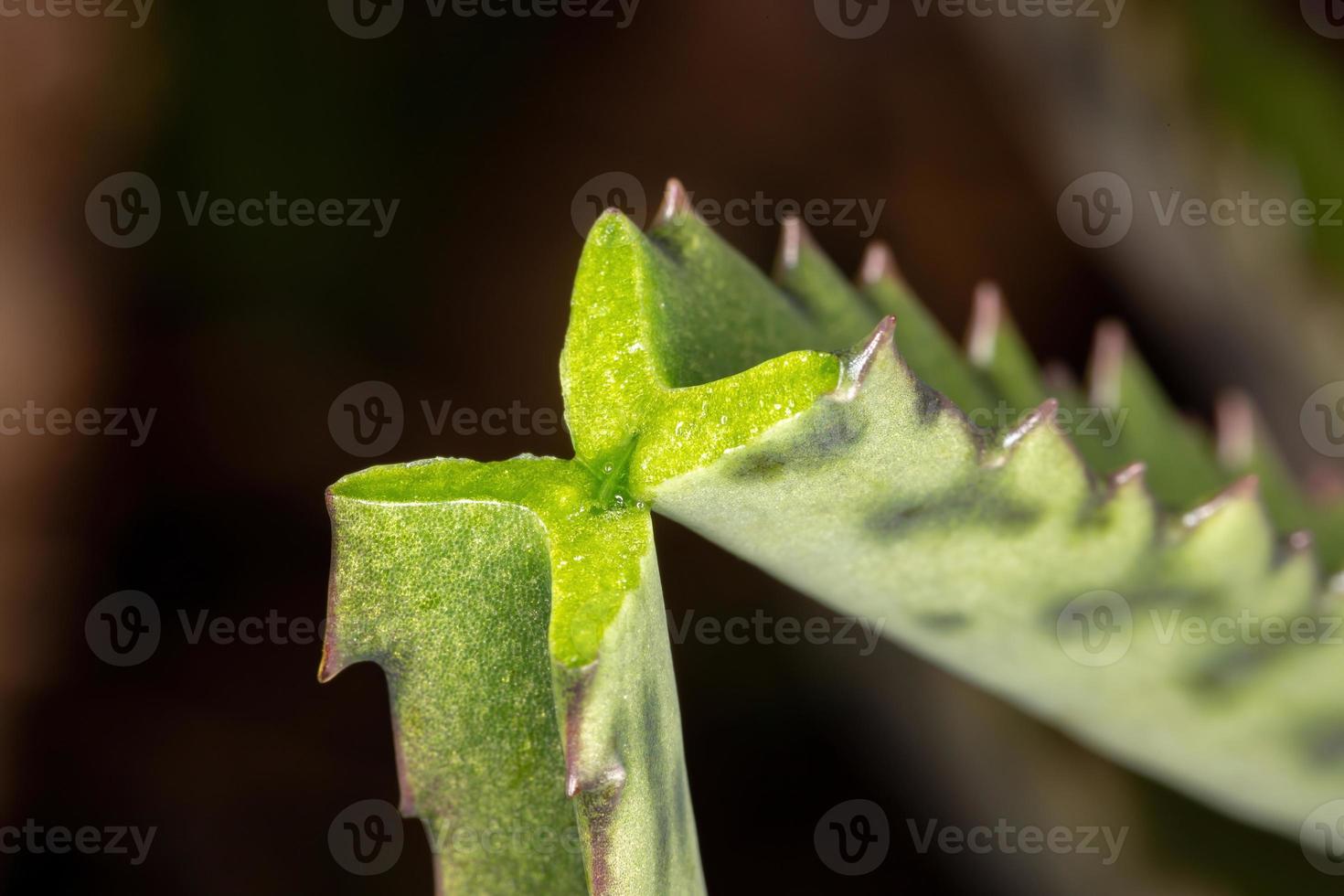 alligatorplant in macroweergave foto