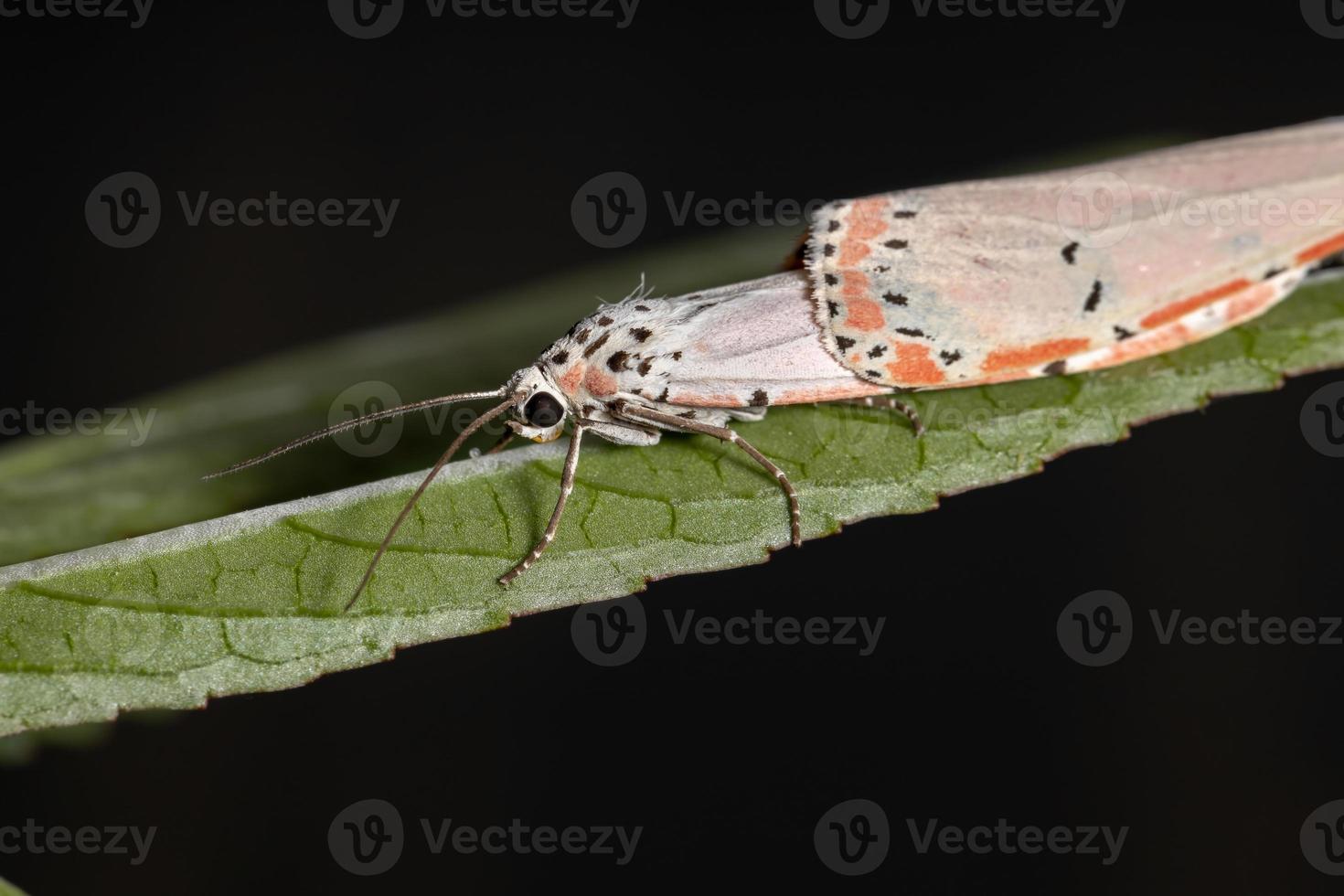 volwassen versierde bella mot foto