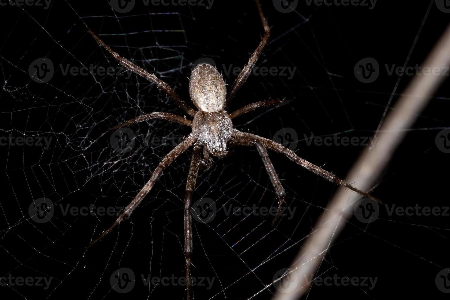 volwassen mannelijke zilveren tuinorbweaver foto