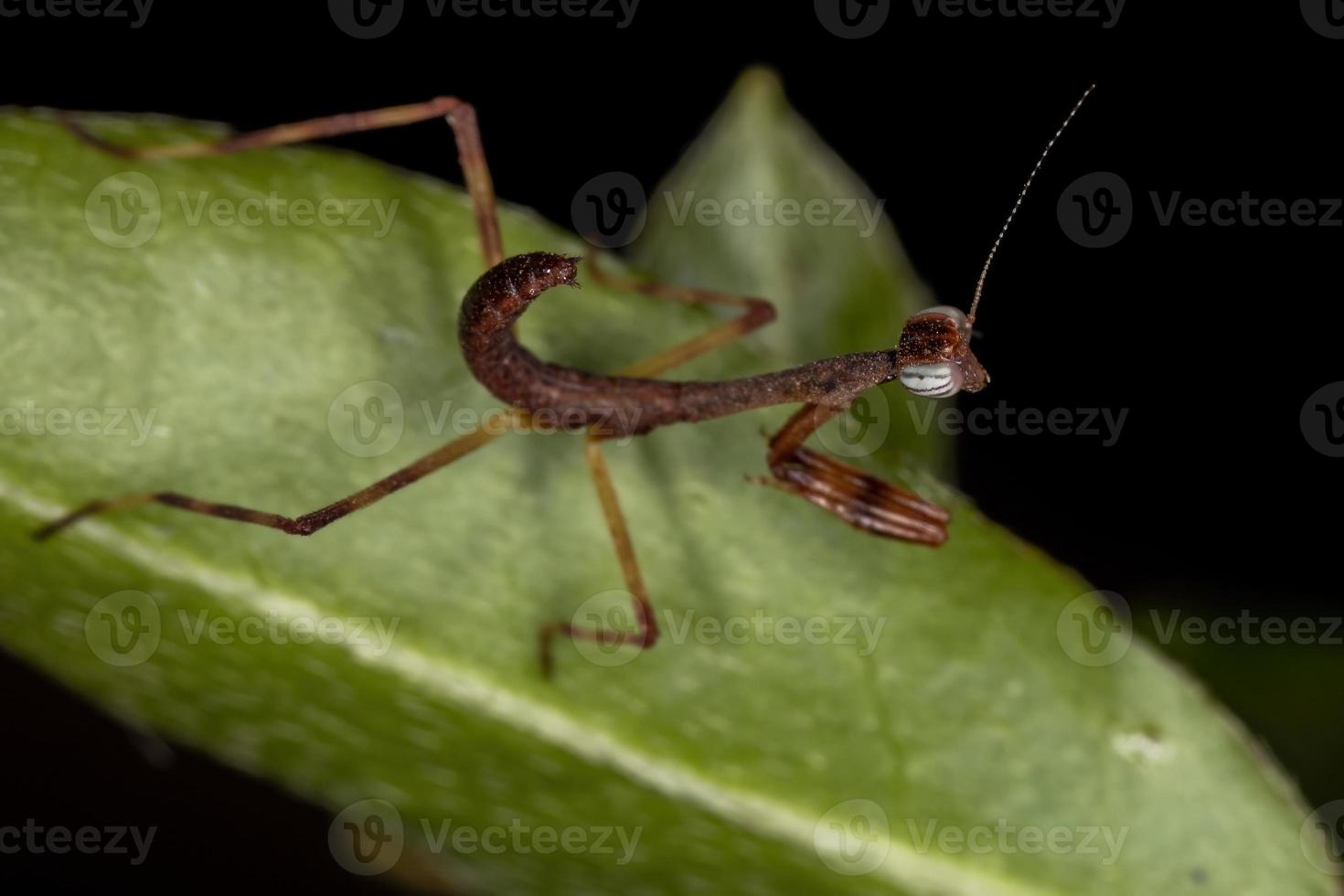 kleine mantid nimf foto