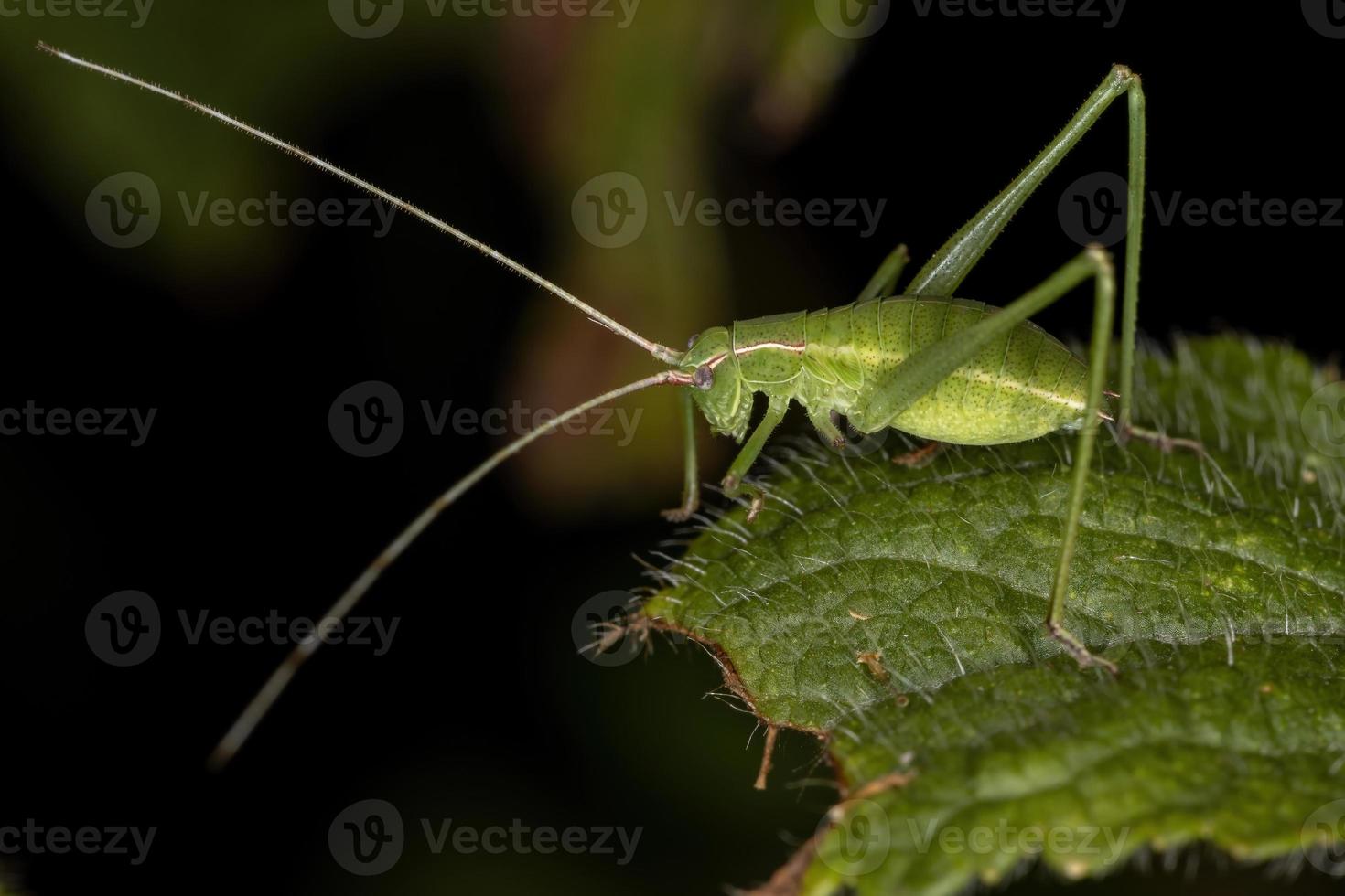 blad katydid nimf foto