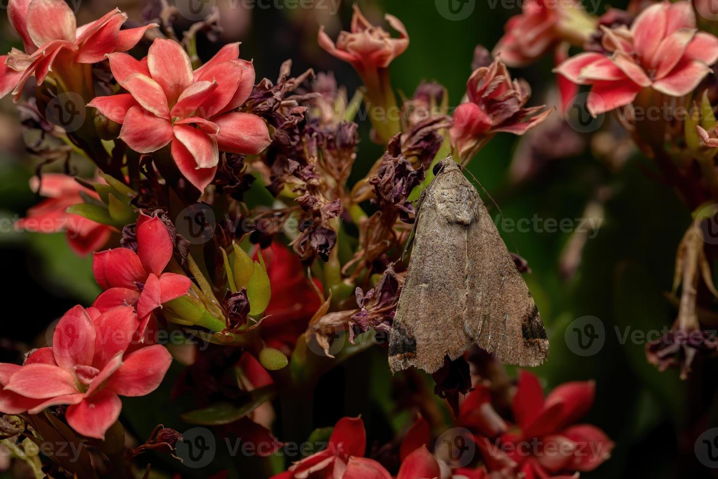 grafische uilenmot in een bloeiende plant foto