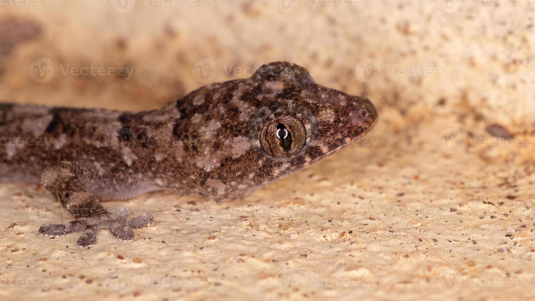 kosmopolitische huisgekko foto