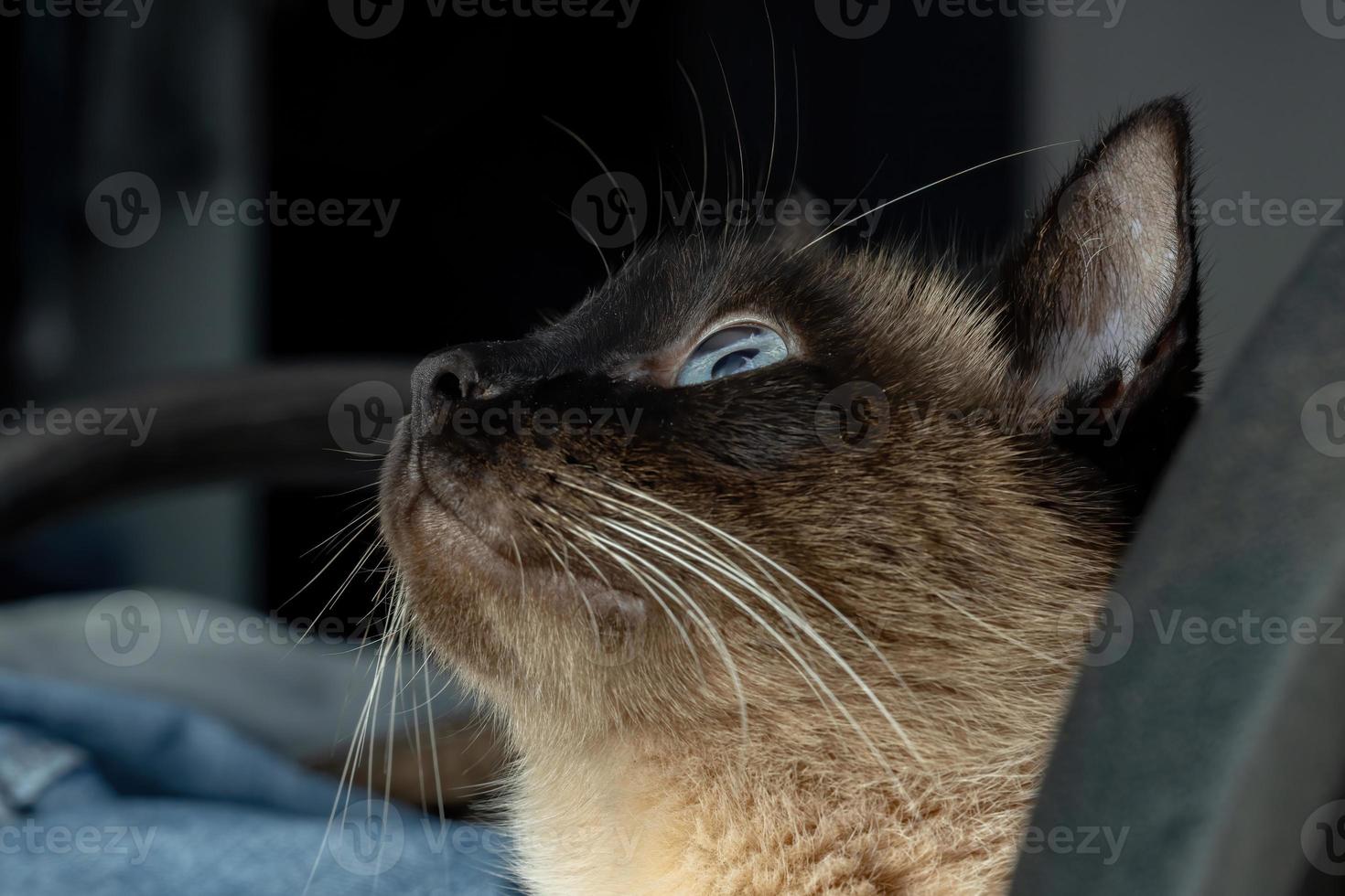 gezicht van een siamese kat foto
