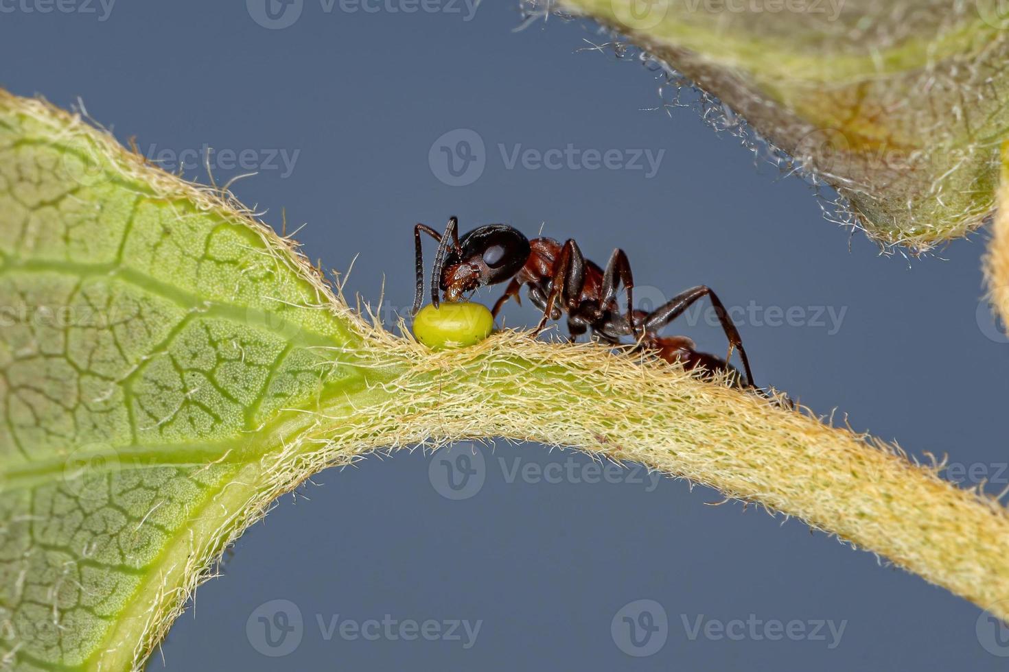 volwassen rode takje mier foto