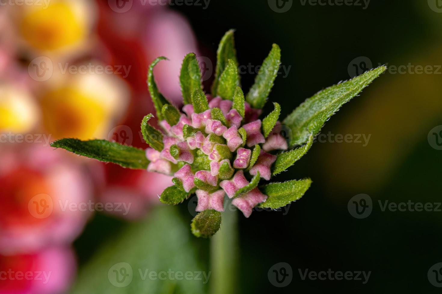 bloem van gewone lantana foto