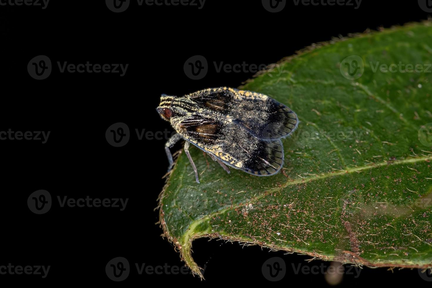 volwassen kleine planthopper foto