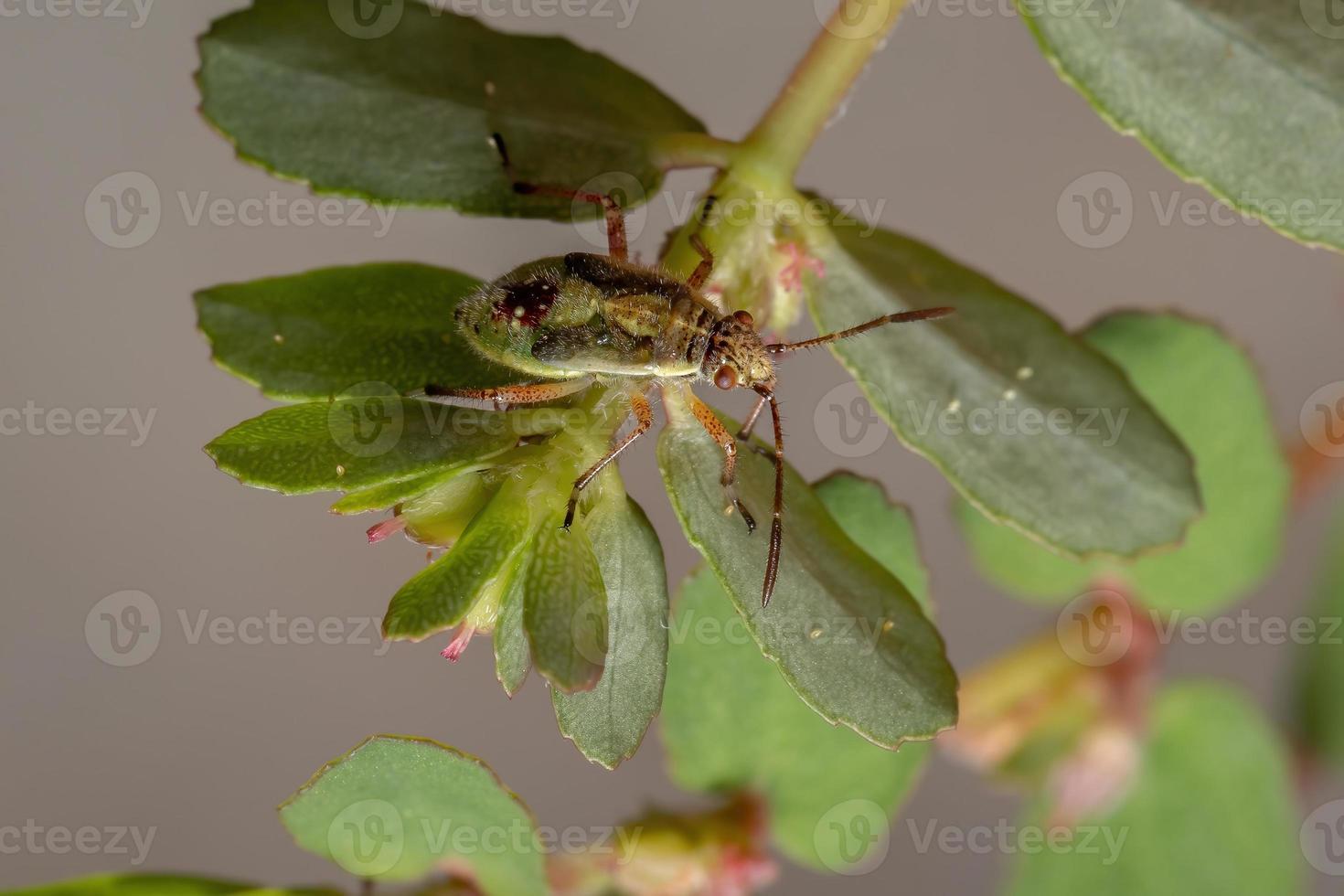 geurloze plantenwants nimf foto