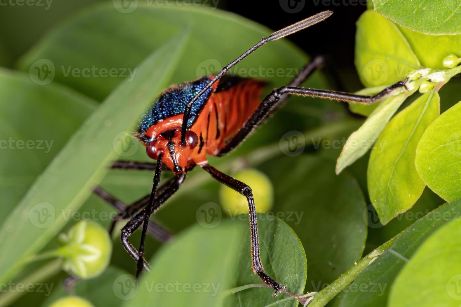 bladvoetwants foto