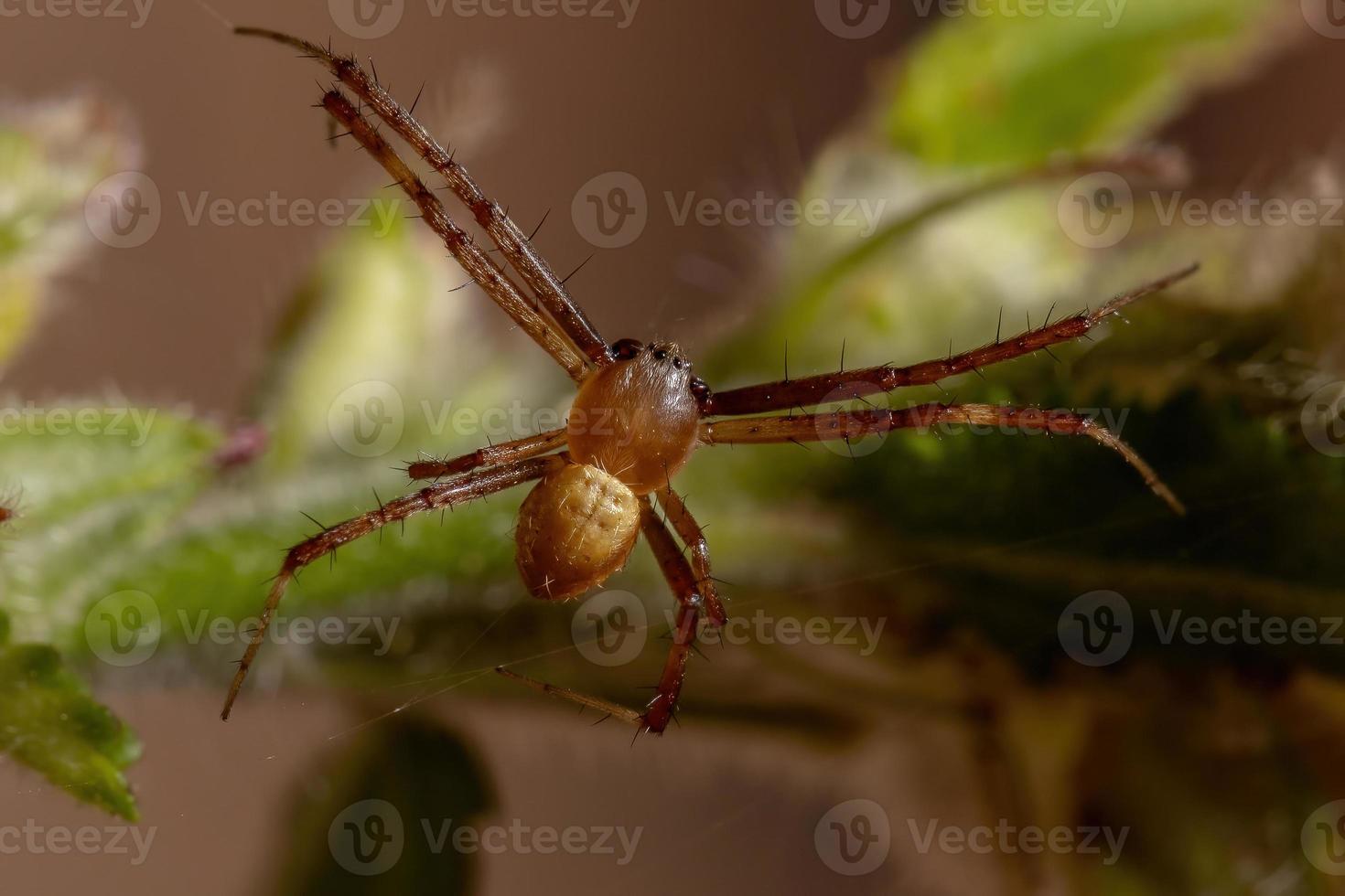 mannelijke zilveren tuinorbweaver foto