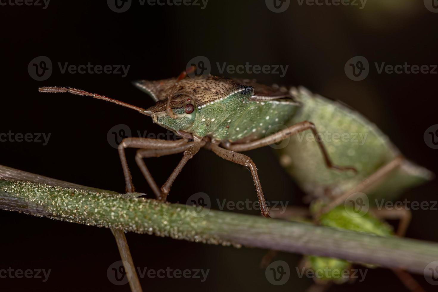 volwassen groene buikwants foto