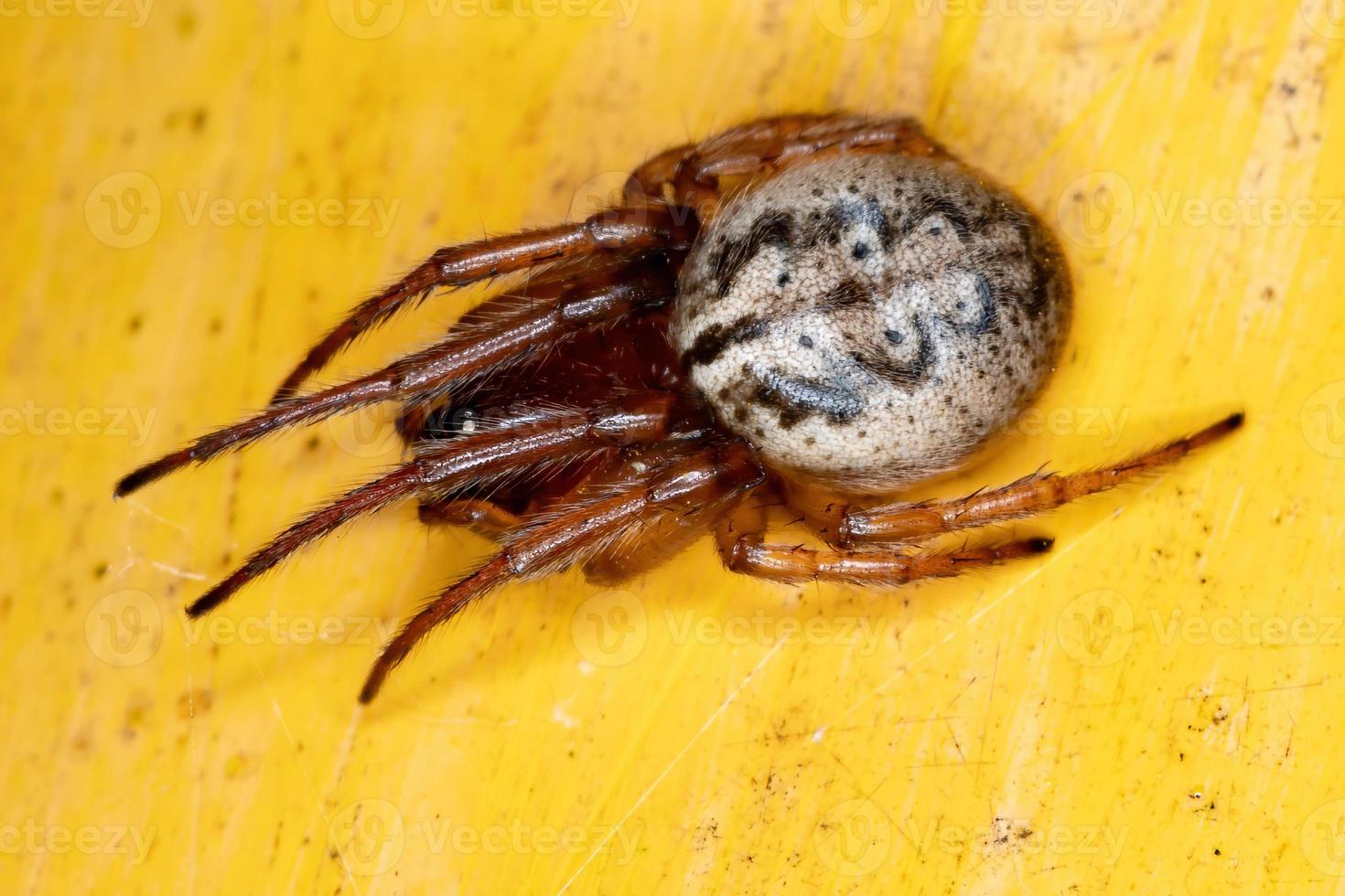 Braziliaanse klassieke orbweaver foto