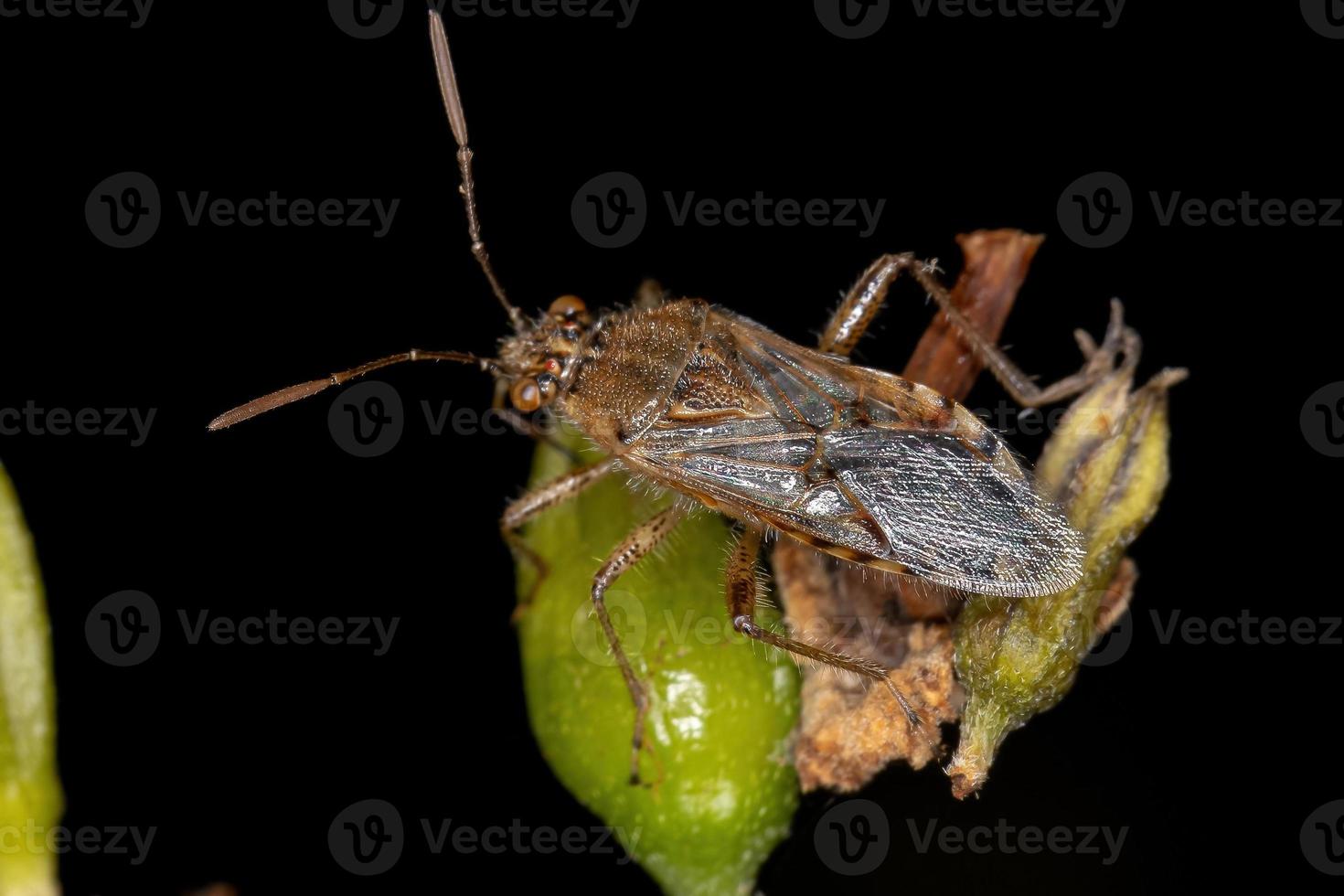 volwassen geurloze plantenwants foto