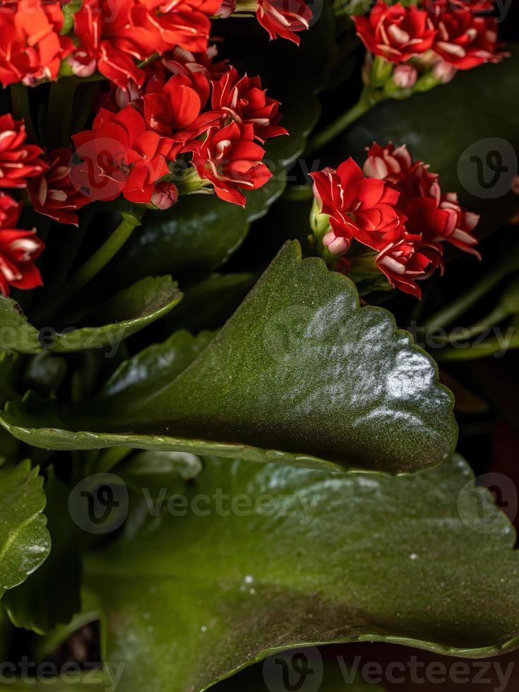 vlammende katy bloem foto