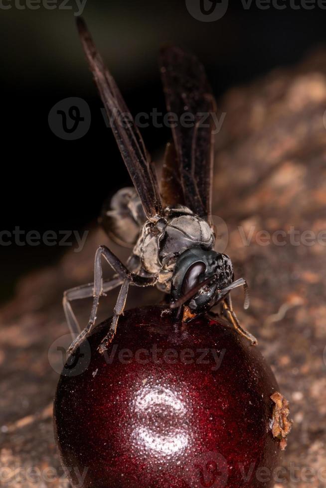 volwassen krijger wesp foto