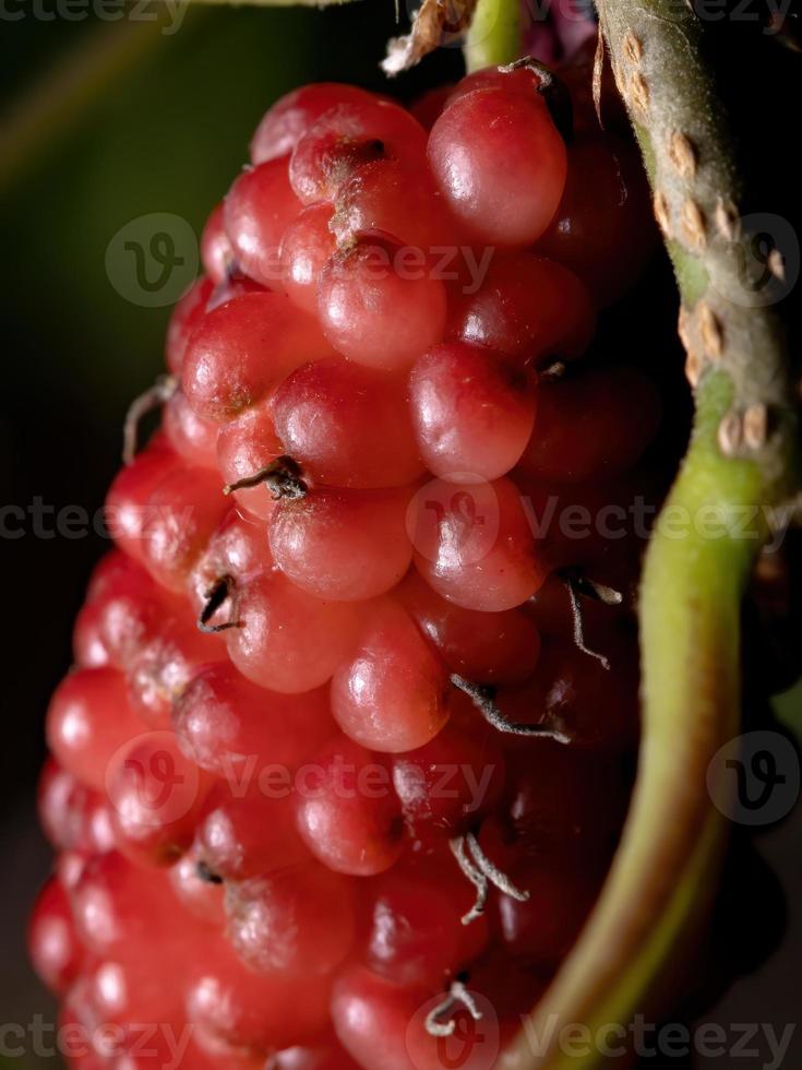 moerbeiplant in detail foto