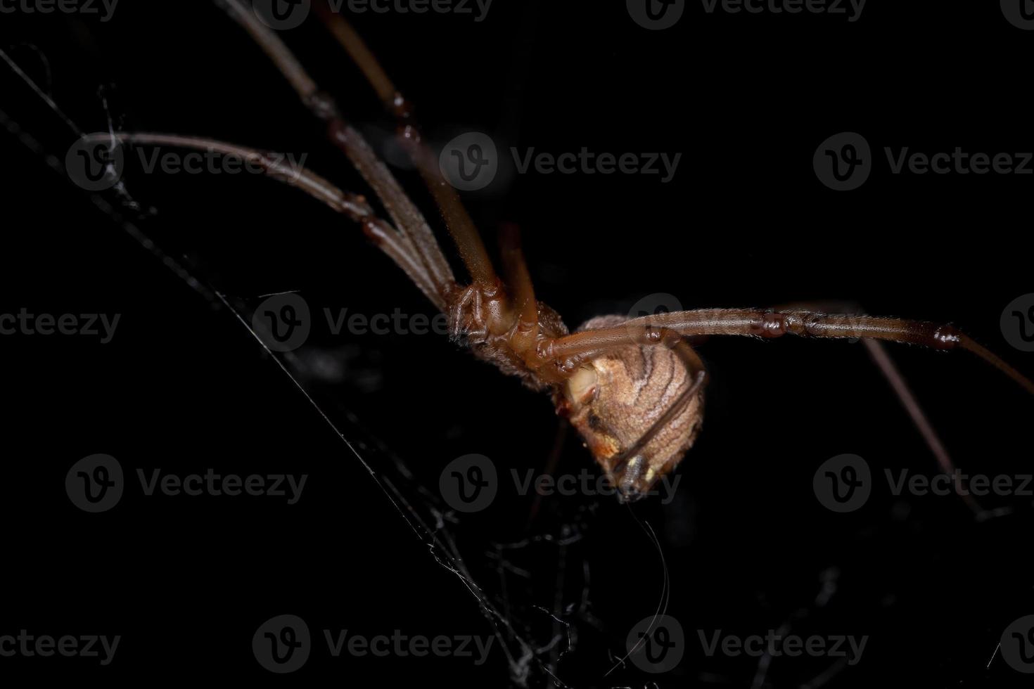 vrouwelijke volwassen bruine weduwe foto