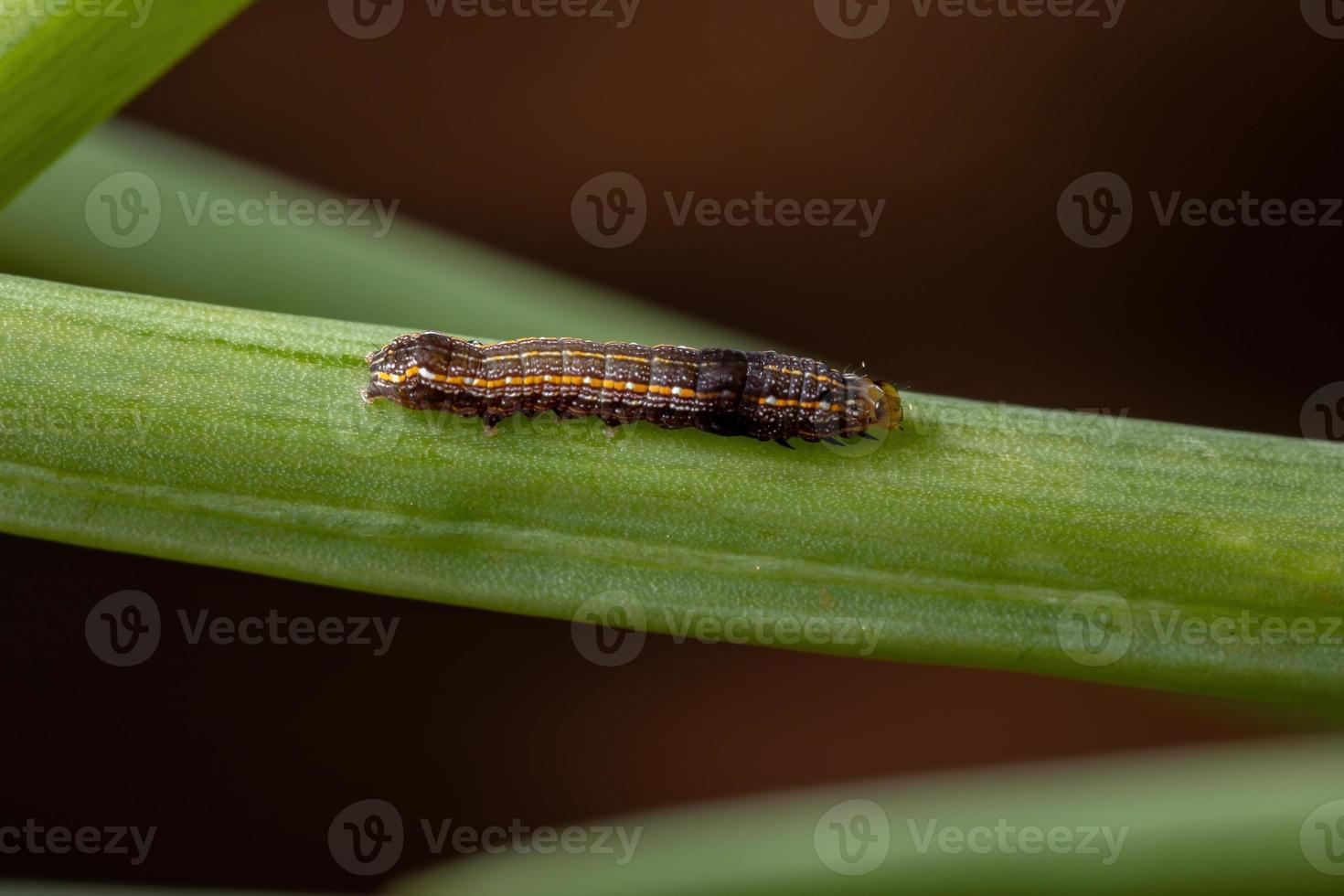 rups die een bieslookblad eet foto