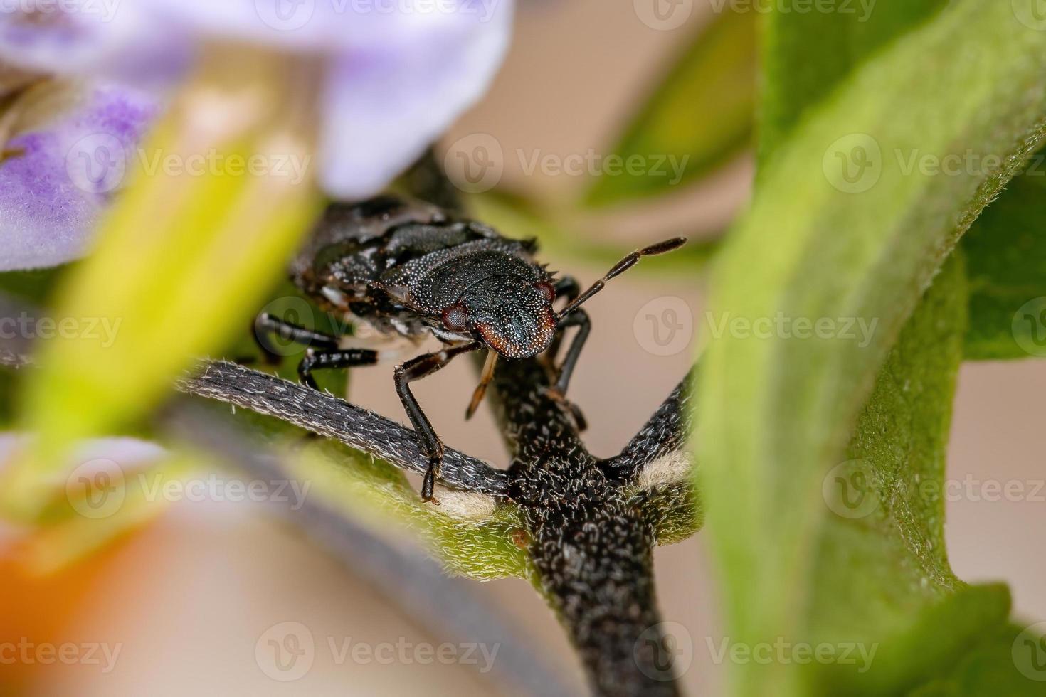 stink bug nimf foto