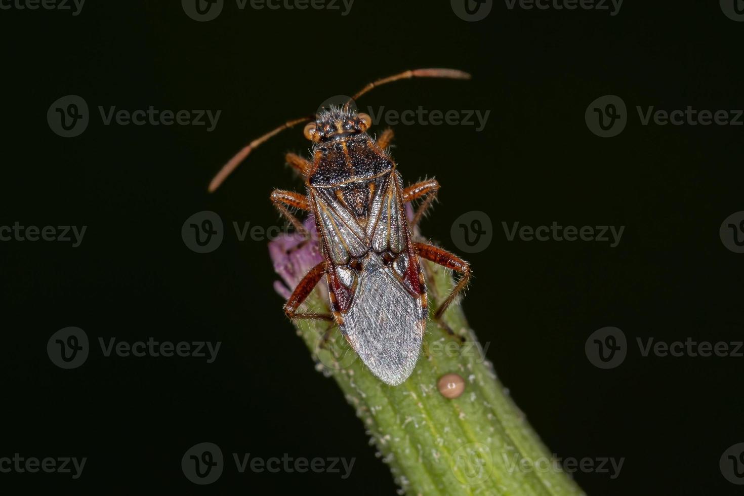 volwassen geurloze plantenwants foto