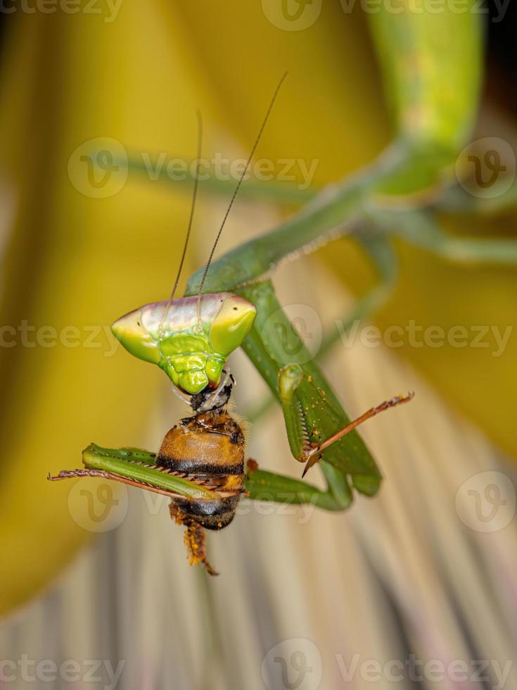 mantid nimf azen op een westerse honingbij foto