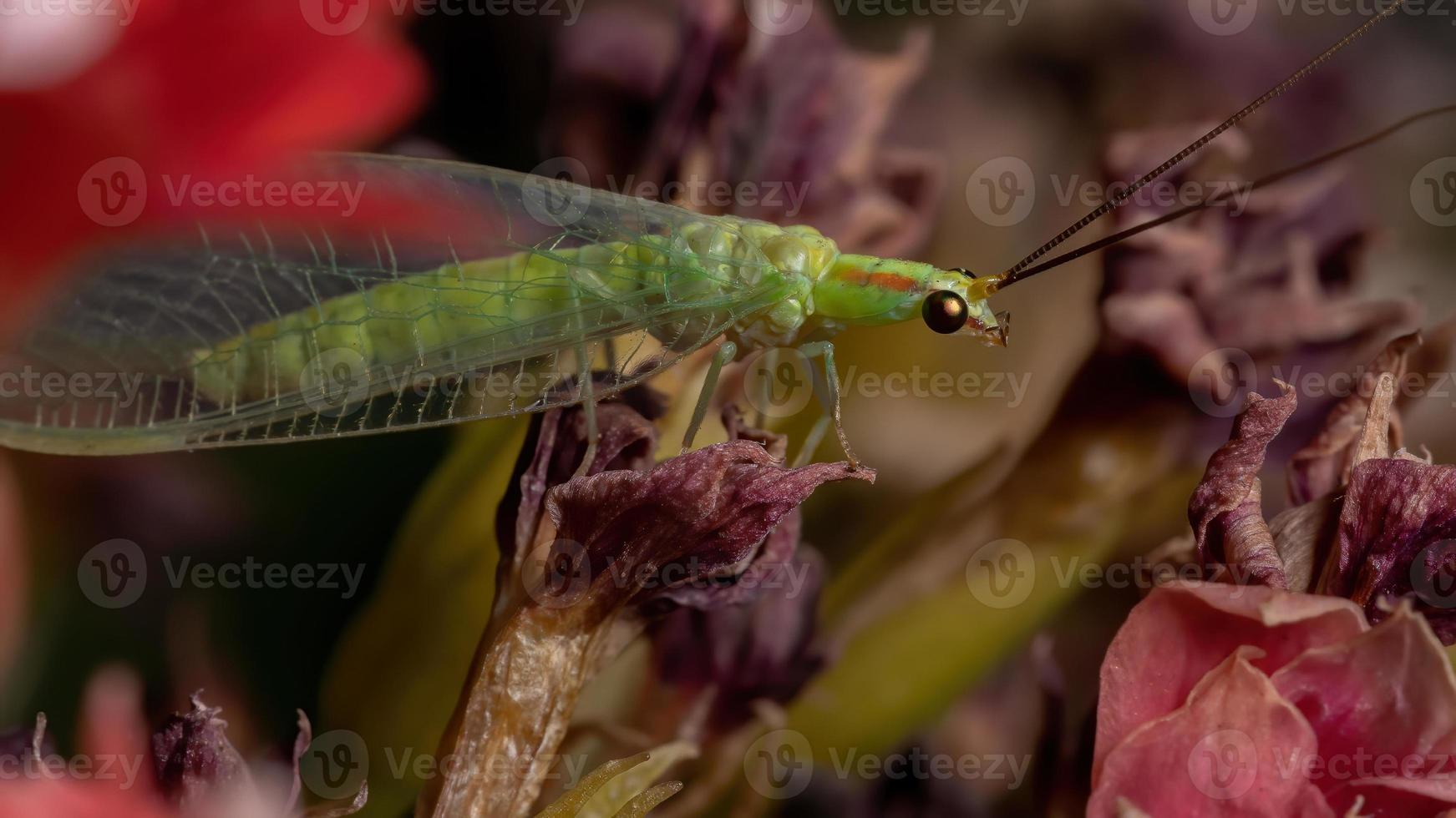 typische groene gaasvlieg in een bloeiende plant foto