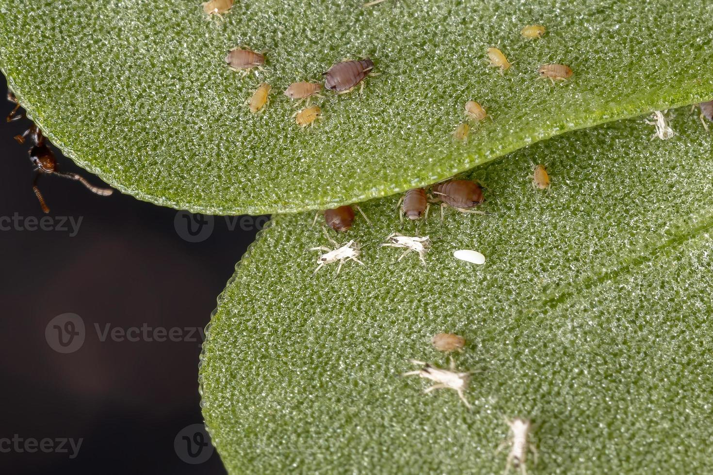 bruine citrusbladluizen die een gewone posteleinplant eten foto