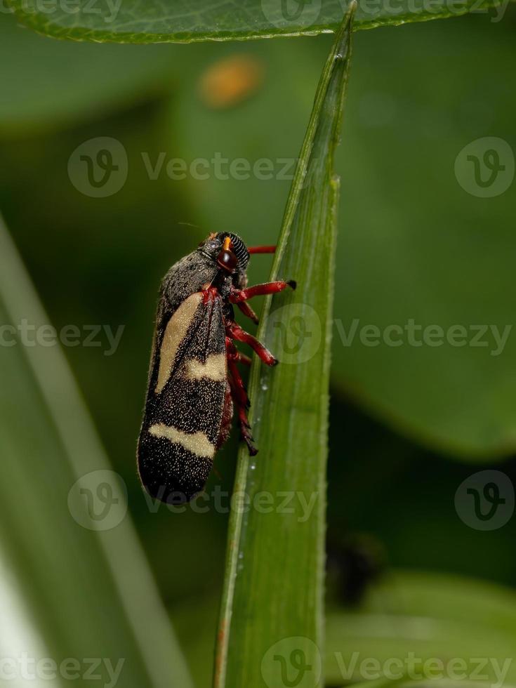 volwassen froghopper op een blad foto