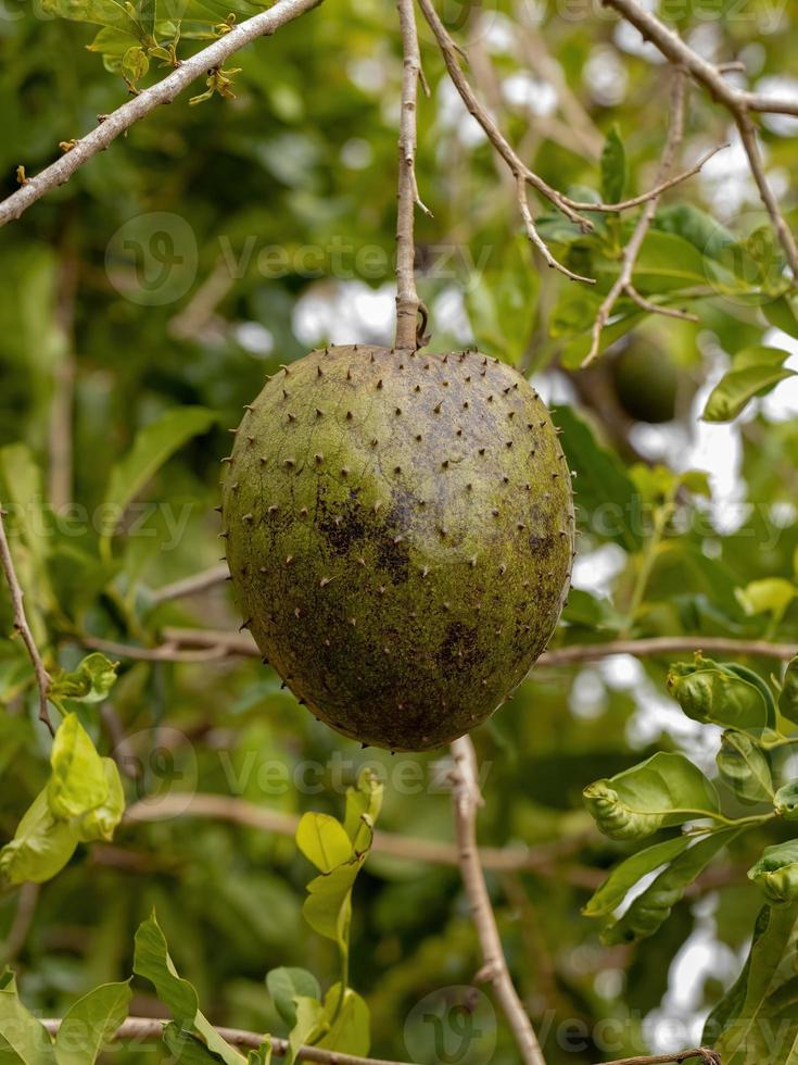 groene zuurzak fruit foto