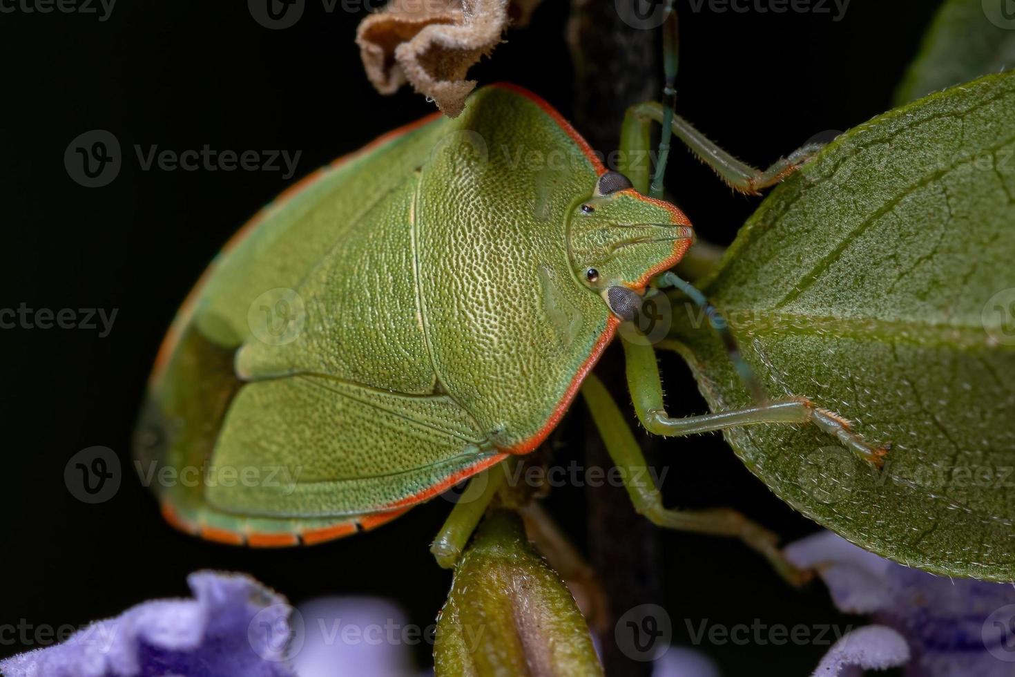 volwassen groene stinkwants foto