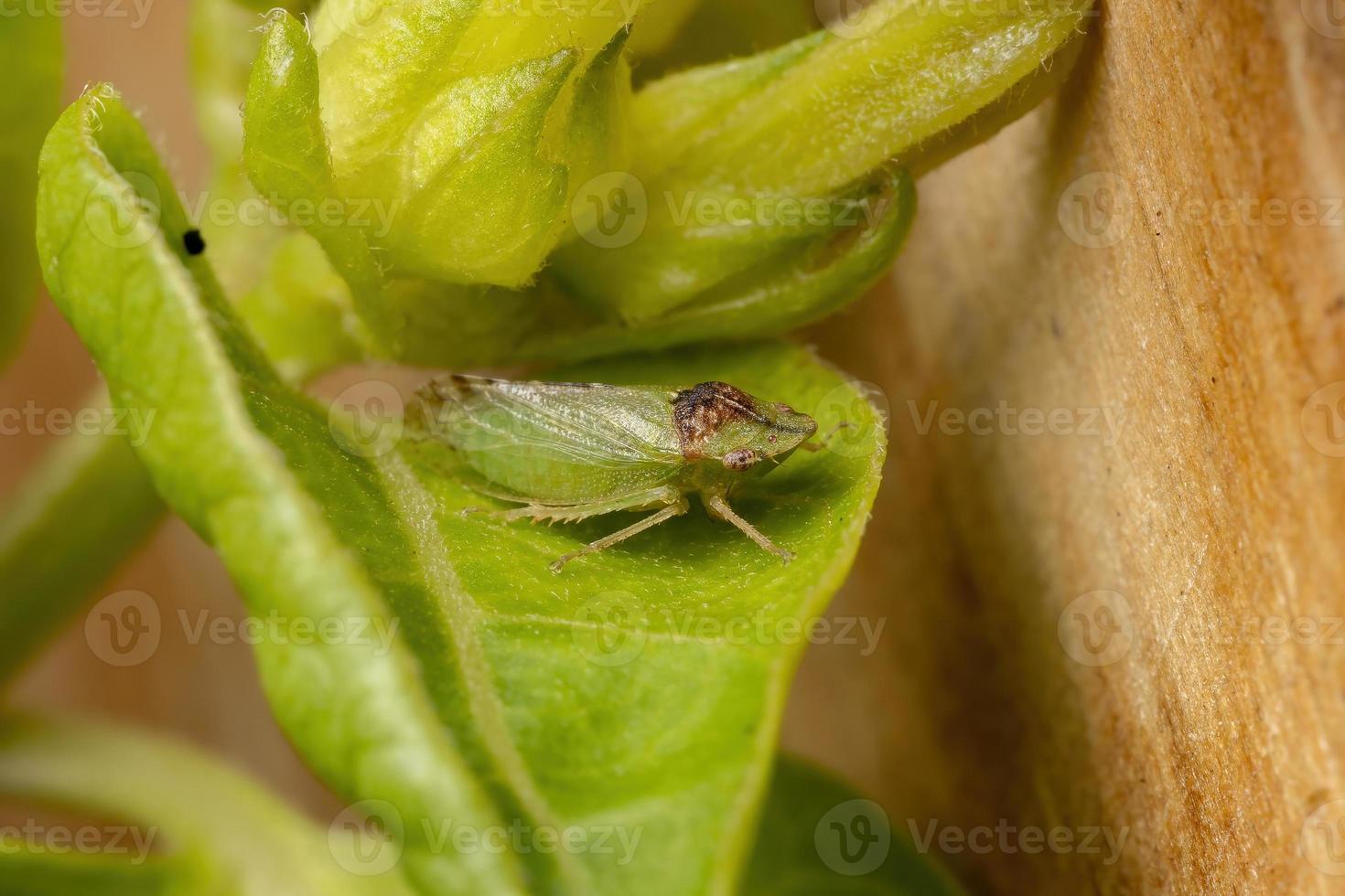 volwassen bladsprinkhaan met platte kop foto