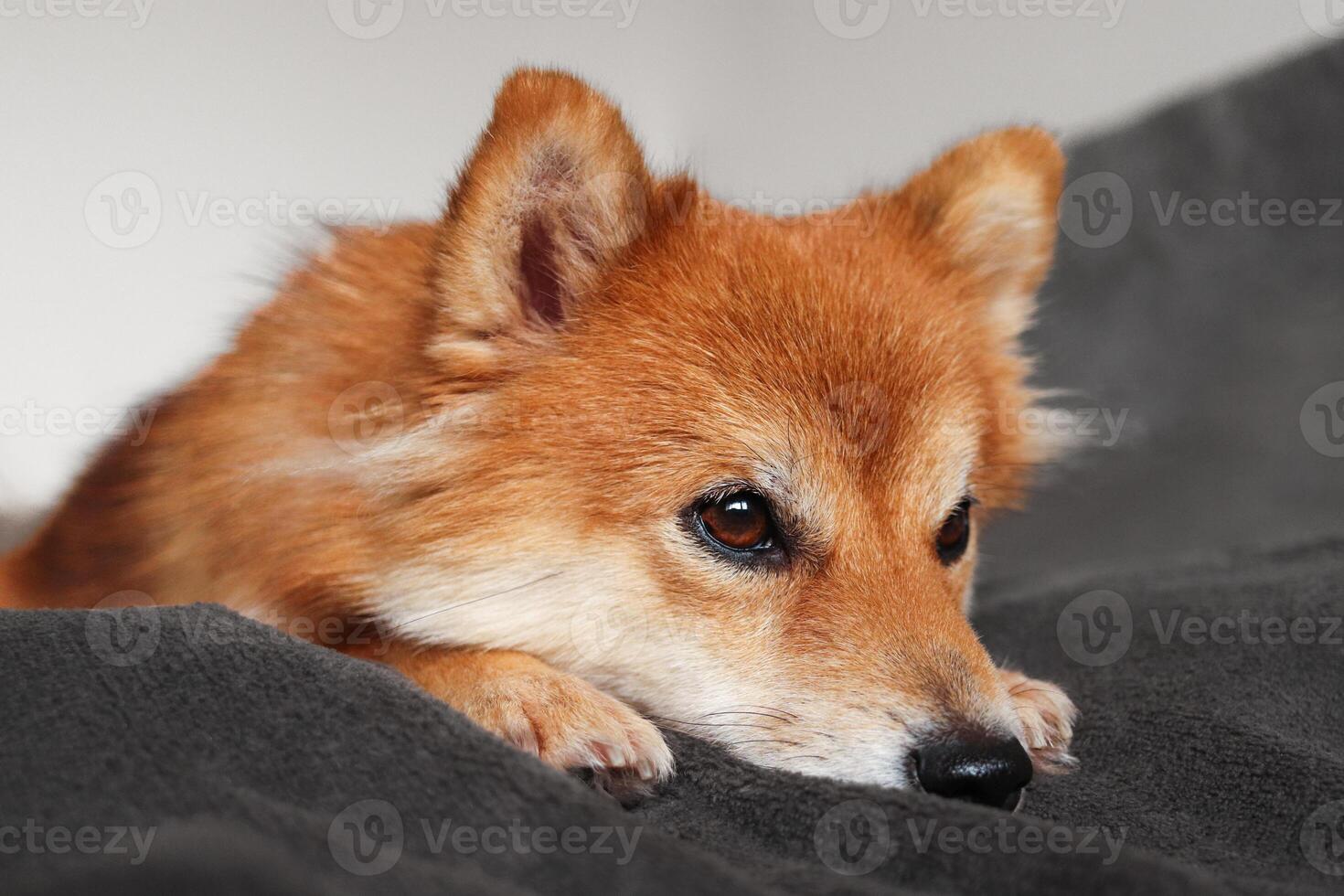 portret van een hond shiba inu. de hond is verdrietig. mooi rood en pluizig hond. foto