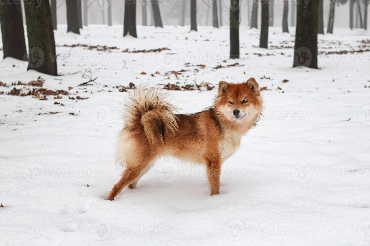 shiba inu hond in een winter besneeuwd Woud. portret van een mooi pluizig rood shiba inu hond foto