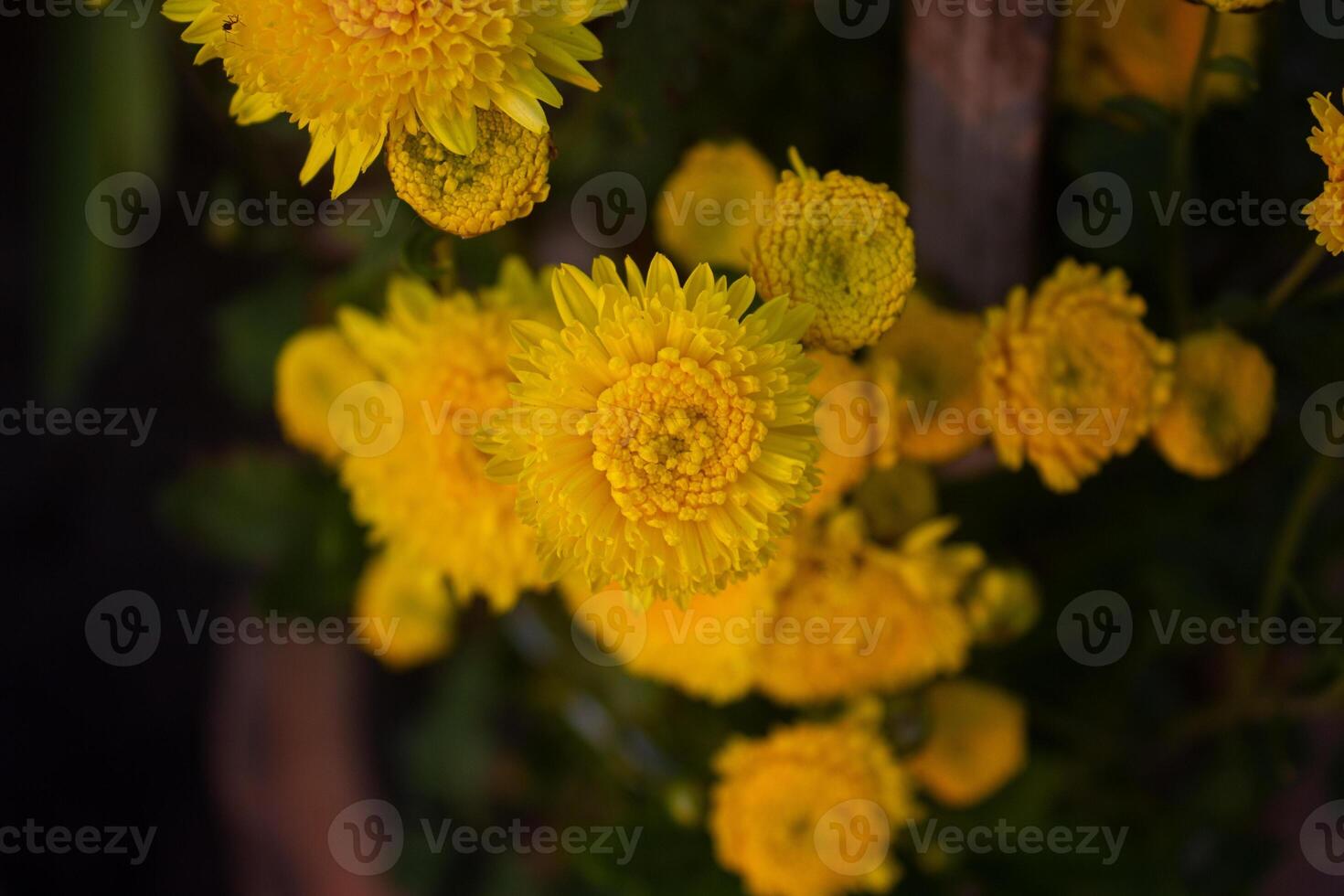 mooi chrysant bloemen buitenshuis. chrysanten in de tuin foto