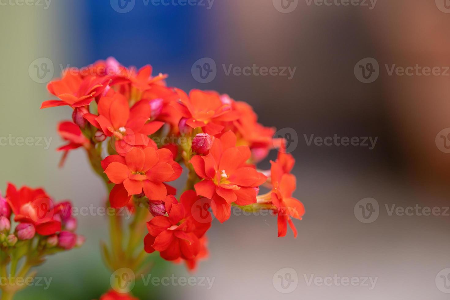 vlammende katy rode bloem foto