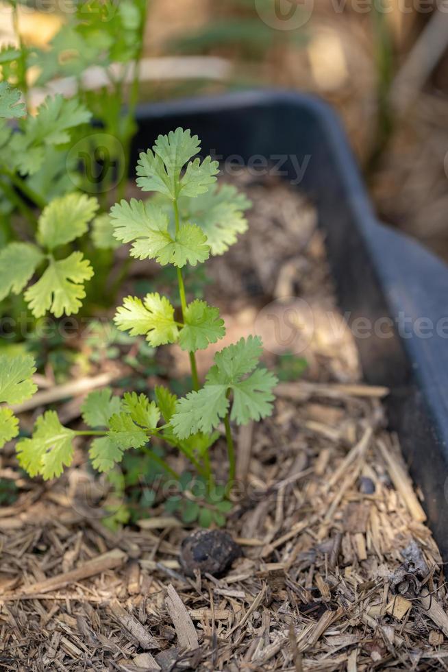 kleine korianderplant foto